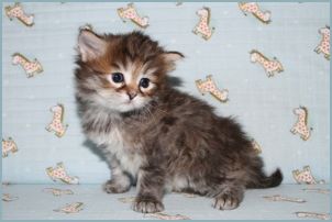 Female Siberian Kitten from Deedlebug Siberians